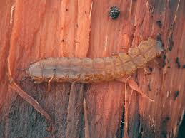 Attēlu rezultāti vaicājumam “Cucujidae”