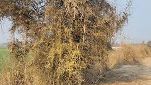 Attēlu rezultāti vaicājumam “Bryoria capillaris”