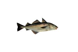 Image result for Melanogrammus aeglefinus