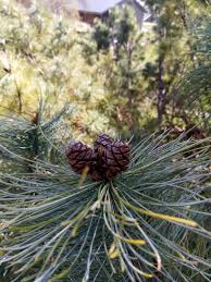 Attēlu rezultāti vaicājumam “Pinus pumila”