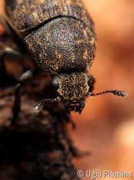 Attēlu rezultāti vaicājumam “Anthribus nebulosus”