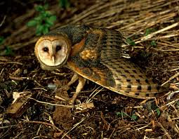 Attēlu rezultāti vaicājumam “Strigiformes”