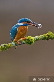 Attēlu rezultāti vaicājumam “Alcedo atthis adult”