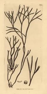 Attēlu rezultāti vaicājumam “Furcellaria lumbricalis”