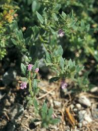 Attēlu rezultāti vaicājumam “Acinos arvensis”