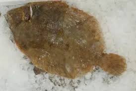 Image result for Liopsetta glacialis
