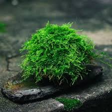 Attēlu rezultāti vaicājumam “Thuidium”