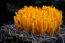 Attēlu rezultāti vaicājumam “Calocera viscosa”