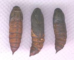 Attēlu rezultāti vaicājumam “Hyles gallii larva”