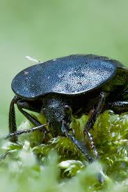 Attēlu rezultāti vaicājumam “Phosphuga atrata”