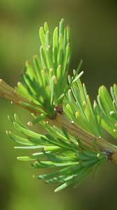 Attēlu rezultāti vaicājumam “Larix sibirica”