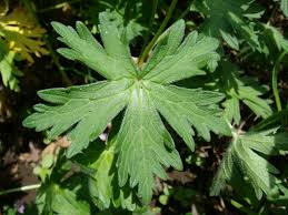 Attēlu rezultāti vaicājumam “Geranium palustre leaf”