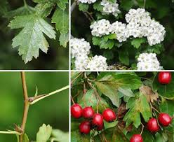 Attēlu rezultāti vaicājumam “Crataegus monogyna”