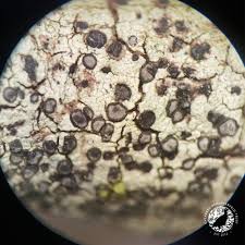 Attēlu rezultāti vaicājumam “Leptodictyum riparium sporophyte”