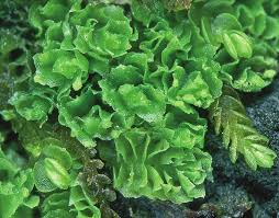 Attēlu rezultāti vaicājumam “Lophozia incisa”