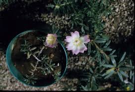 Attēlu rezultāti vaicājumam “Portulacaceae”