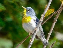 Image result for Parula americana