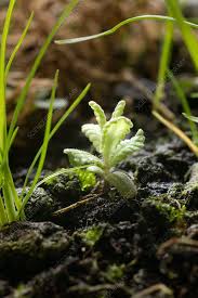 Attēlu rezultāti vaicājumam “Rhinanthus minor leaf”