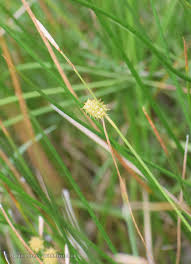 Attēlu rezultāti vaicājumam “Carex lepidocarpa”