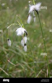 Attēlu rezultāti vaicājumam “Trichophorum alpinum fruit”