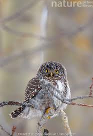 Attēlu rezultāti vaicājumam “Glaucidium passerinum”