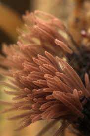 Attēlu rezultāti vaicājumam “Stemonitis fusca spores”