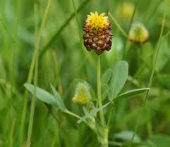 Attēlu rezultāti vaicājumam “Trifolium spadiceum flower”