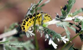 Attēlu rezultāti vaicājumam “Zygaena filipendulae exuvia”