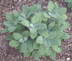 Image result for Salvia officinalis