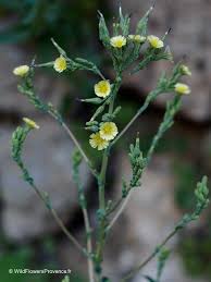 Attēlu rezultāti vaicājumam “Lactuca serriola”