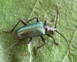 Attēlu rezultāti vaicājumam “Gaurotes virginea”