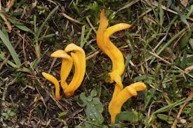 Attēlu rezultāti vaicājumam “Clavulinopsis helvola”