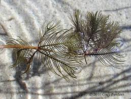 Attēlu rezultāti vaicājumam “Myriophyllum spicatum”
