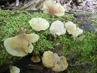 Attēlu rezultāti vaicājumam “Crepidotus applanatus”