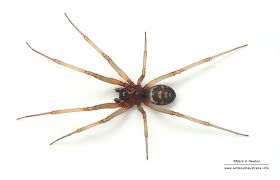 Attēlu rezultāti vaicājumam “Steatoda grossa”