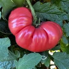 Afbeeldingsresultaat voor brandywine sudduth tomato