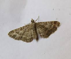 Attēlu rezultāti vaicājumam “Gymnoscelis rufifasciata”