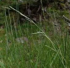 Attēlu rezultāti vaicājumam “Glyceria fluitans fruit”