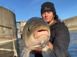 Image result for Ictiobus cyprinellus