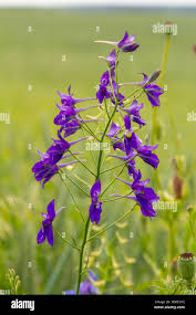 Image result for Delphinium consolida