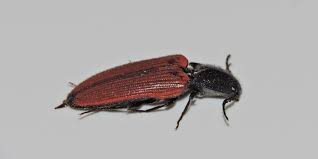 Attēlu rezultāti vaicājumam “Ampedus sanguinolentus”