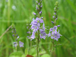 Attēlu rezultāti vaicājumam “Veronica officinalis leaf”