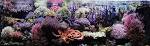 Pappone Induced Flashback to Italy The Mature Reef of Ferdinando D