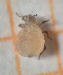 Attēlu rezultāti vaicājumam “Prociphilus xylostei”