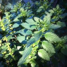 Attēlu rezultāti vaicājumam “Urtica urens leaf”