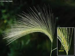 Attēlu rezultāti vaicājumam “Hordeum jubatum”