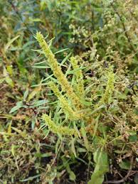Attēlu rezultāti vaicājumam “Rumex maritimus leaf”