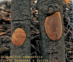 Attēlu rezultāti vaicājumam “Dichomitus campestris”