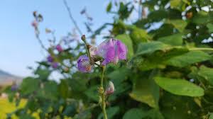Attēlu rezultāti vaicājumam “Leguminosae”