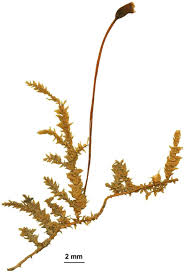 Attēlu rezultāti vaicājumam “Antitrichia curtipendula sporophyte”